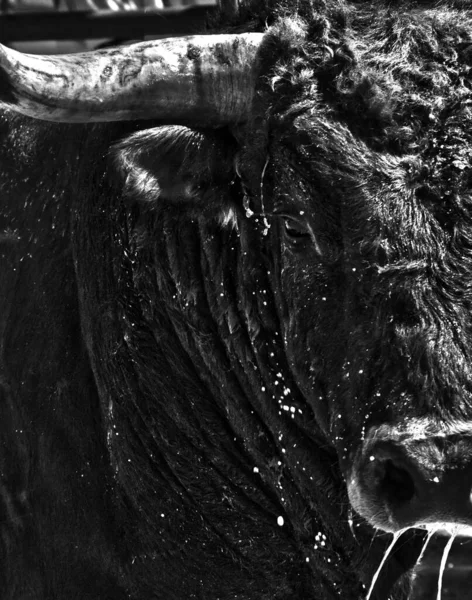 Vista Cerca Cabeza Toro Que Caen Gotas Agua — Foto de Stock