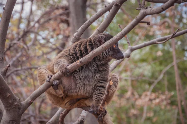 Grand Lémurien Bambou Prolemur Simus Avec Une Fourrure Rougeâtre Visage — Photo