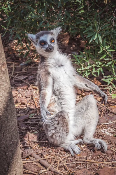 Lémurien Queue Cerclée Lemur Catta Assis Par Terre — Photo