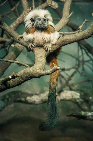 Singe Tamarin Saguinus Couleur Blanche Brune Sur Une Branche Arbre — Photo