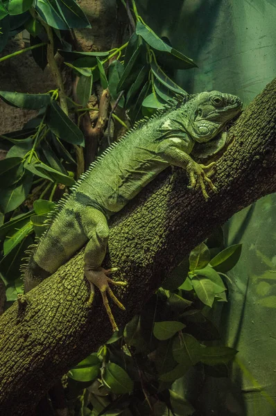 Iguane Vert Reposant Sur Tronc Arbre — Photo