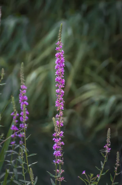 Mor çiçekleri için öne çıkan çarpıcı Lythrum bitkisi.