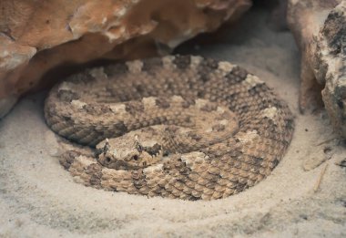 Madrid, İspanya 20-08-2013 Bir Colorado Çöl yan kanadı (Crotalus cerastes laterorepens) Madrid 'deki Akvaryum Hayvanat Bahçesi' ndeki kayaların arasına dolandı..