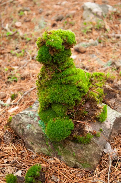 Musgo Verde Empilhado Cima Uma Pedra Uma Floresta Pinheiros — Fotografia de Stock