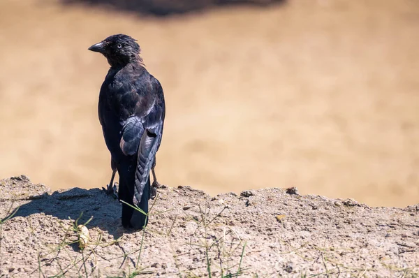 青い目をした若いカラスが岩の上に横たわっている — ストック写真