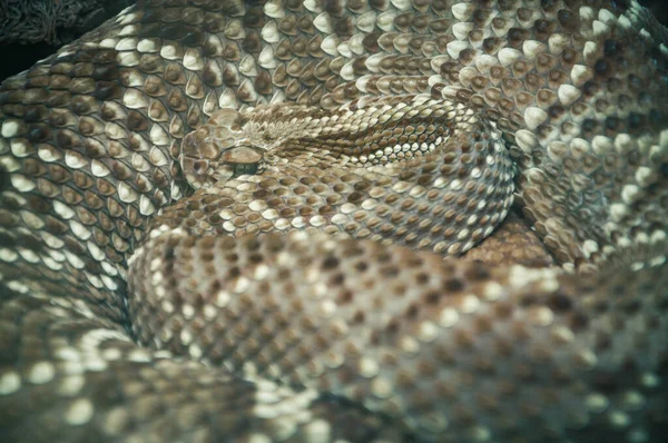 一只盘绕的东方菱形背响尾蛇 Crotalus Adamanteus 的特写 它的鳞片在这里很醒目 — 图库照片