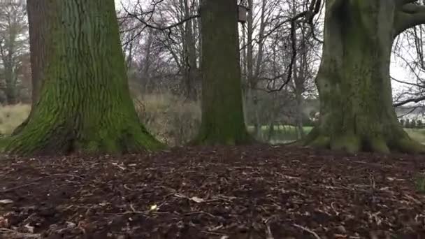 På marknivå mellan träd i en park — Stockvideo