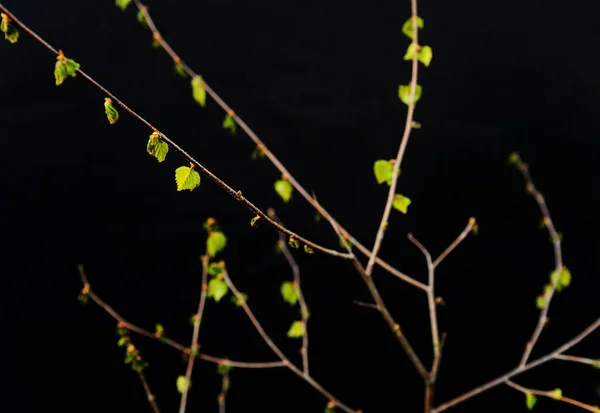 Hojas Verdes Pequeñas Las Ramitas Sobre Fondo Oscuro — Foto de Stock