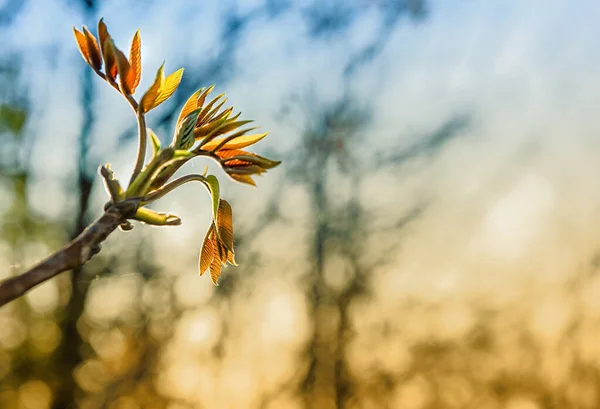 Młode Pędy Drzewa Przebudzenie Natury Wiosenna Koncepcja Naturalne Tło — Zdjęcie stockowe
