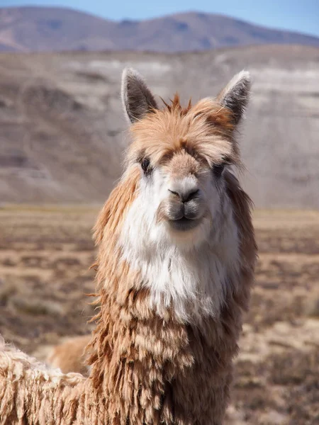 Um Lama no Deserto do Peru Fotografia De Stock