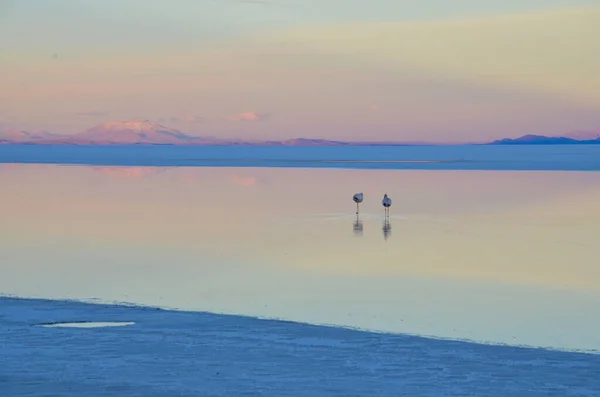 Dos flamencos en el lago Salar de Uyuni, Bolivia — Foto de Stock