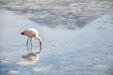 Flamingo, Salar de Uyuni Gölü, Bolivya