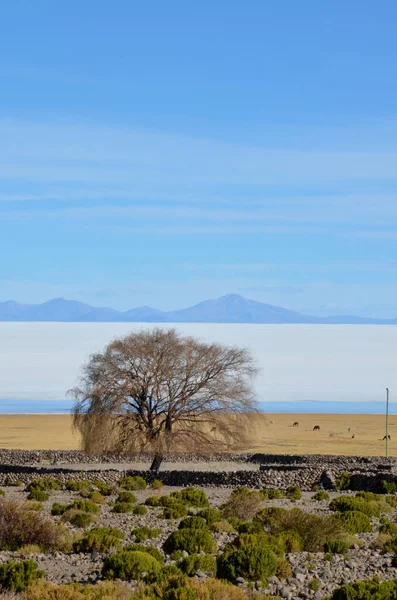 Ett träd framför Salar de Uyuni — Stockfoto