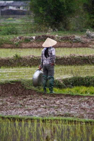 Πράσινο χωράφι ρυζιού στο Βιετνάμ την άνοιξη — Φωτογραφία Αρχείου