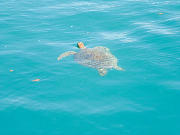 Turtle Swimming above Water in the blue sea