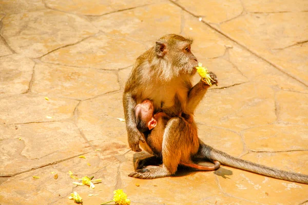 Macaco com um bebê comendo uma flor — Fotografia de Stock