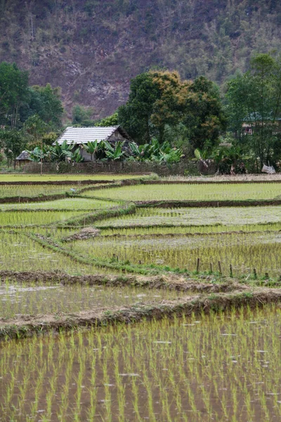 Зеленое рисовое поле во Вьетнаме весной — стоковое фото