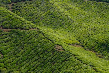 Malezya 'daki Cameron Highlands' da çay çiftliği.