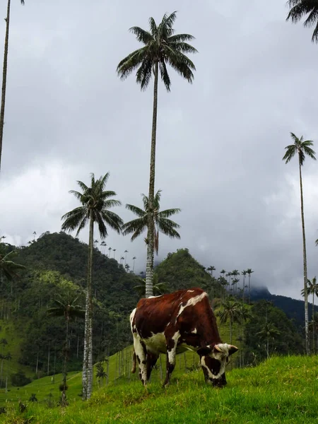 Palmeiras no Vale do Cocora, na Colômbia Fotografia De Stock