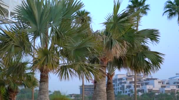 Пальмовое и морское бурдж-аль-араб — стоковое видео