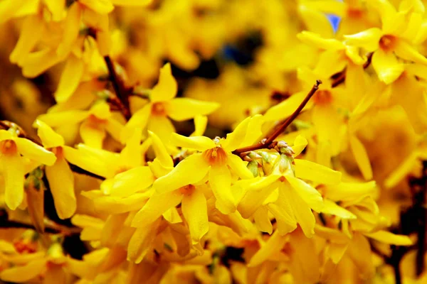 Gele bloemen, voor ansichtkaart, natuur — Stockfoto