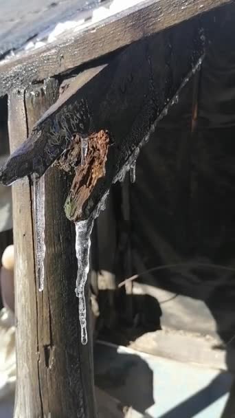 Spring Drops Icicles Old Roof — Stock Video