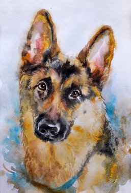 Suluboya çizimi, taslak. Çoban köpeği portresi.
