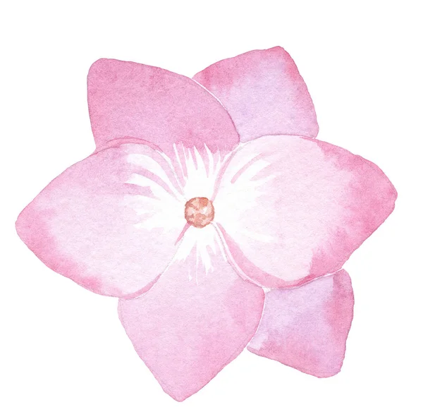 watercolor hand drawn pink single hydrangea flower isolated on white background