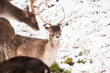 Genç bir erkek geyik kameramanın önünde duruyor..