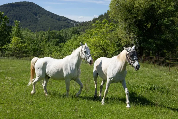 Two white horses walking in a green field.