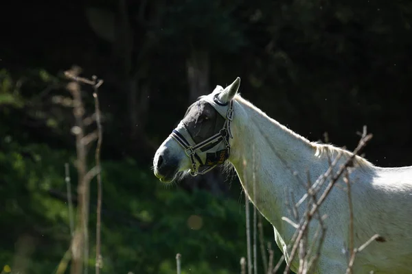 Hvid Hest Skyggerne - Stock-foto
