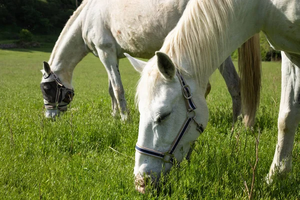 Two white horses eating in a field.