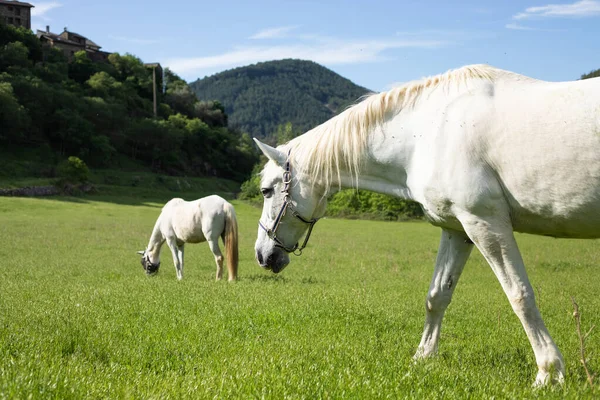 Two white horses in a green field.