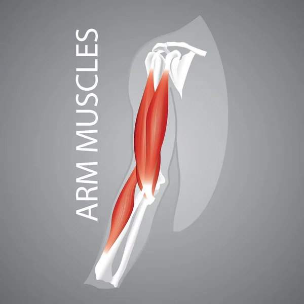 人間の腕の筋肉のイラスト — ストックベクタ