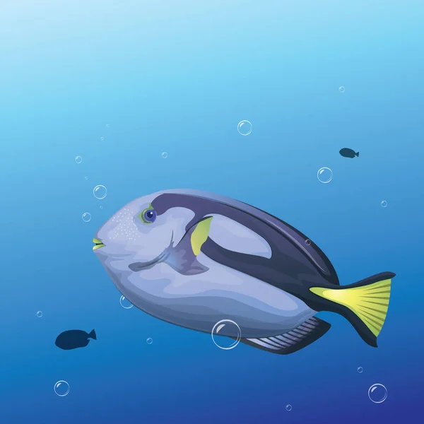 Blue Tang Fish Illustration — Stock Vector