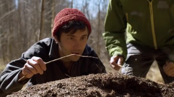 Муравейник в лесу весной — стоковое видео