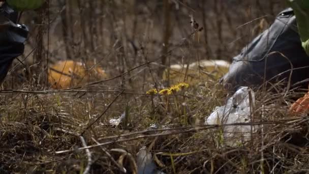 Vroege lente bloemen - Coltsfoot — Stockvideo