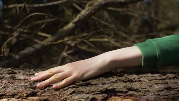 Main féminine caressant un tronc d'arbre — Video