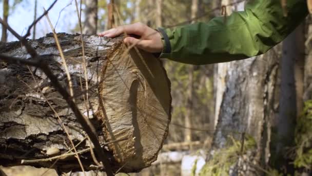 Weibliche Hand streichelt einen gesägten Baum — Stockvideo