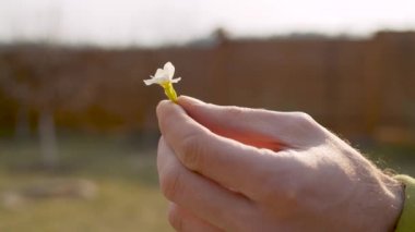 Erkek eli küçük çiçeği tutuyor.