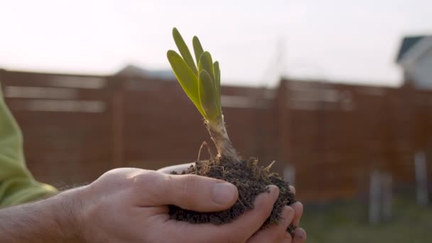 Jardineros mano sosteniendo plántulas — Vídeo de stock