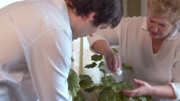 Family take care of houseplants — Stock Video