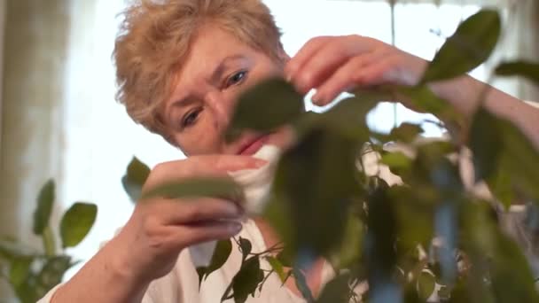 Старша жінка доглядає за кімнатними рослинами — стокове відео