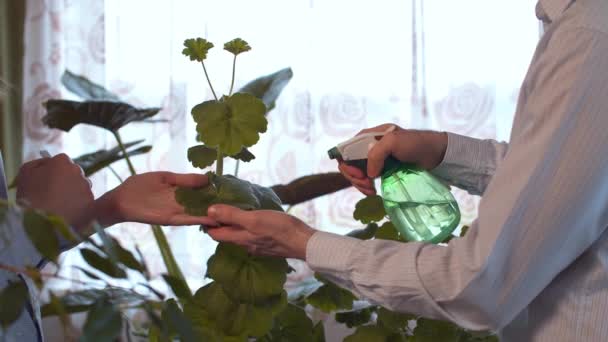 Manos de dos personas limpiando hojas de la planta de interior — Vídeos de Stock