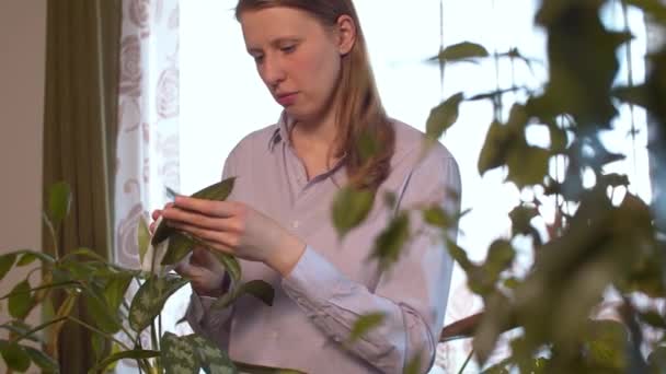 Mujer joven cuidado de las plantas de interior — Vídeos de Stock