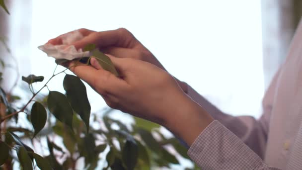 Mains de jeune femme essuyant les feuilles de la plante — Video