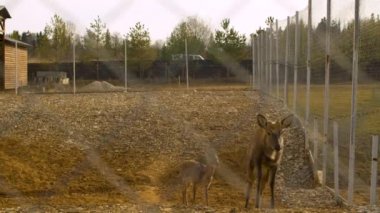 Anne yaban geyiği ve çocuğu otlakta