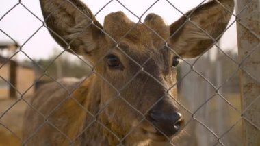 Çitin arkasında üzgün bir geyiğin güzel yüzü