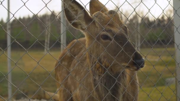 Beautiful face of a deer behind the fence — Stock Video