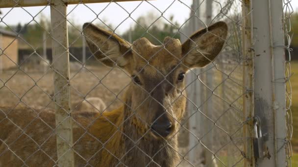 Wilde herten in de paddock — Stockvideo